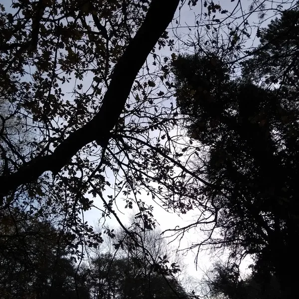 Nature Abhors a Personality Vacuum