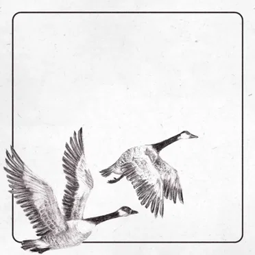Geese by GoldenOak - album cover