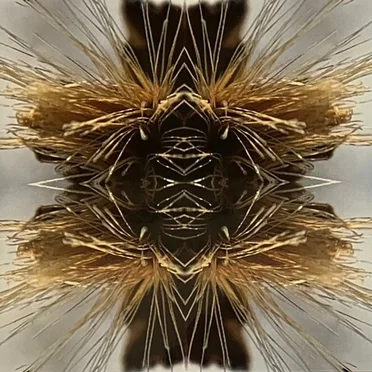 Sutra
