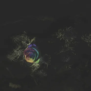 Anna (Flowers Won’t Grow)