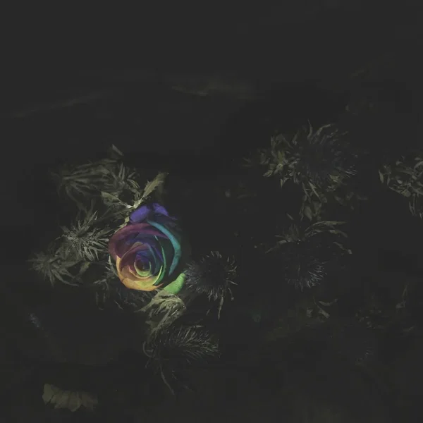 Anna (Flowers Won’t Grow)