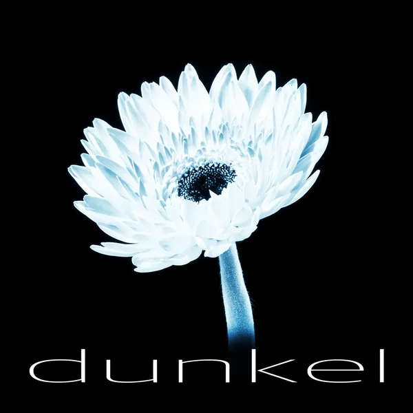 dunkel