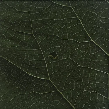 MULENV008 by Suolo - album cover