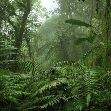 Tropical Forest