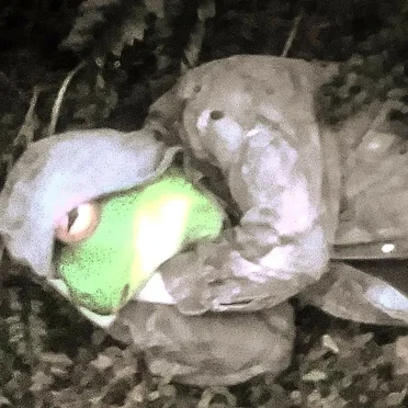 Frogsleep