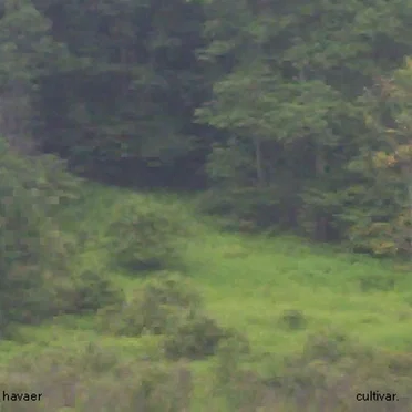 Cultivar by Havaer - album cover