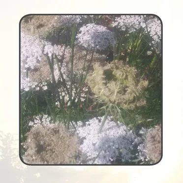 Moonlit Missive #70