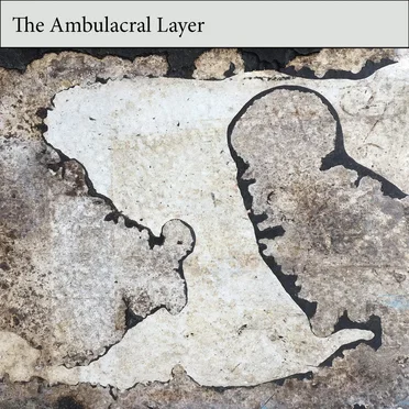 The Ambulacral Layer