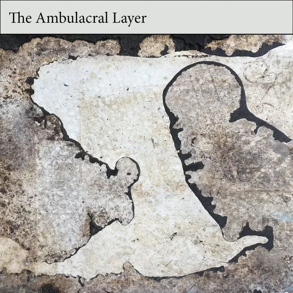 The Ambulacral Layer