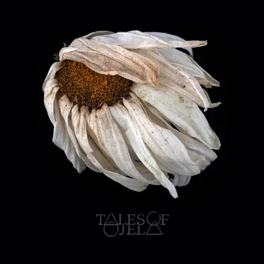 Lapse of Collapse by Tales of Ojela - album cover