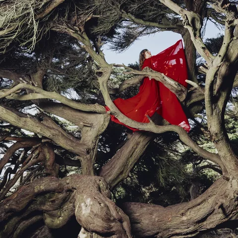 Nested In Tangles