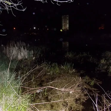 Frogs in the City Swamp
