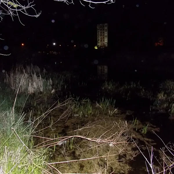 Frogs in the City Swamp