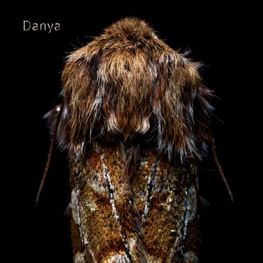 Sonata by Danya - album cover