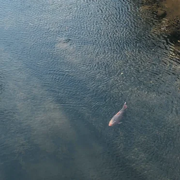 Masahiko Okura / Naoto Yamagishi / Fumi Endo