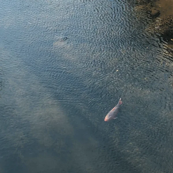 Masahiko Okura / Naoto Yamagishi / Fumi Endo
