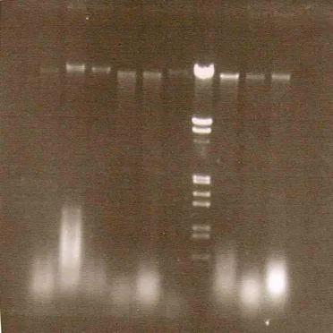 Synthetic Hybridization
