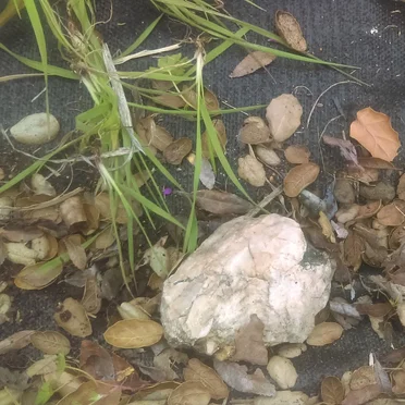 Attempting to Record Bugs With My Phone, Which Obviously Didn't Work but Here It Is Anyways (5:04 PM)