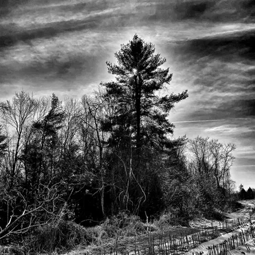 The Arborist