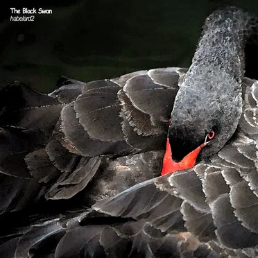 The Black Swan