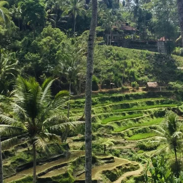 The Rainforest