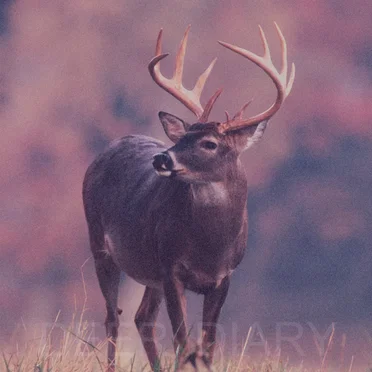 Deer Diary by Deer Diary - album cover
