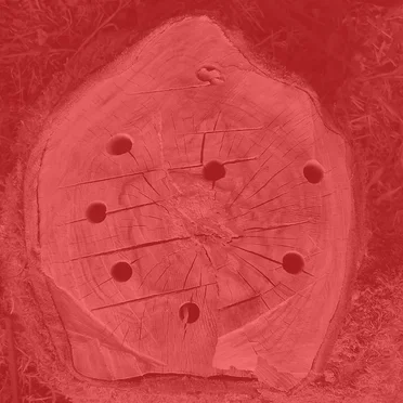 Llanerch The Trees by Llanerch The Trees - album cover