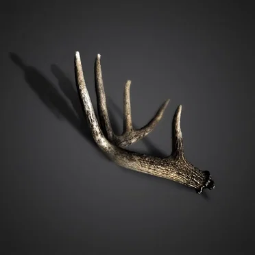 گوزن