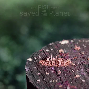 The Fish Who Saved the Planet