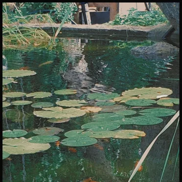 KOI FISH by Boba Ti - album cover