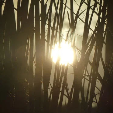 directly at the sun iii