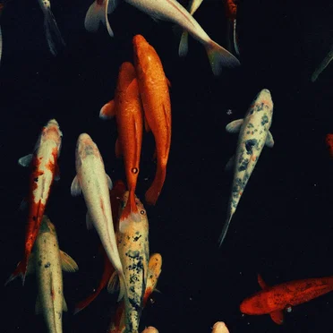 Koi Pond