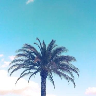 Sun Is Out