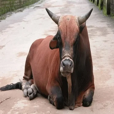 308: Px0(2^18×5^18)p*k by Bull of Heaven - album cover