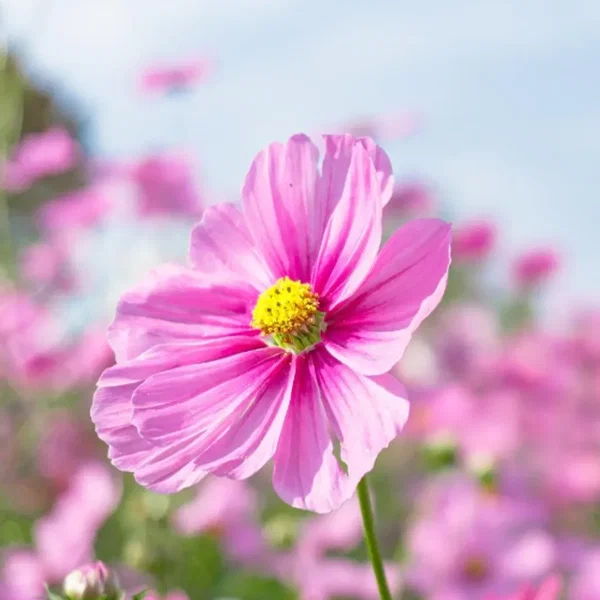 鹿 ドラゴン桜