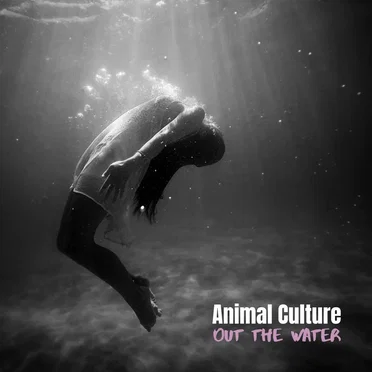 Out The Water by Animal Culture - album cover