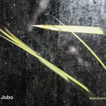 Abécédaire by JOBO - album cover