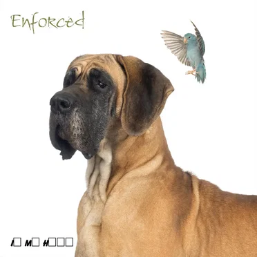Enforced by In My Head - album cover