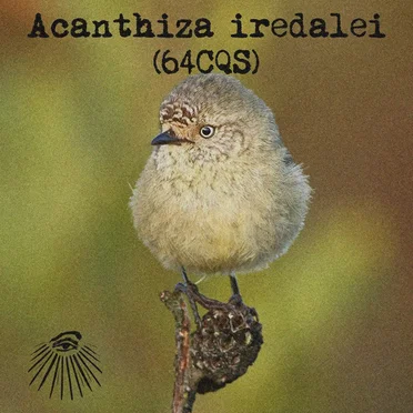 Acanthiza iredalei