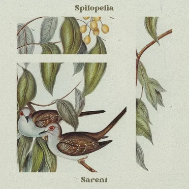 Spilopelia