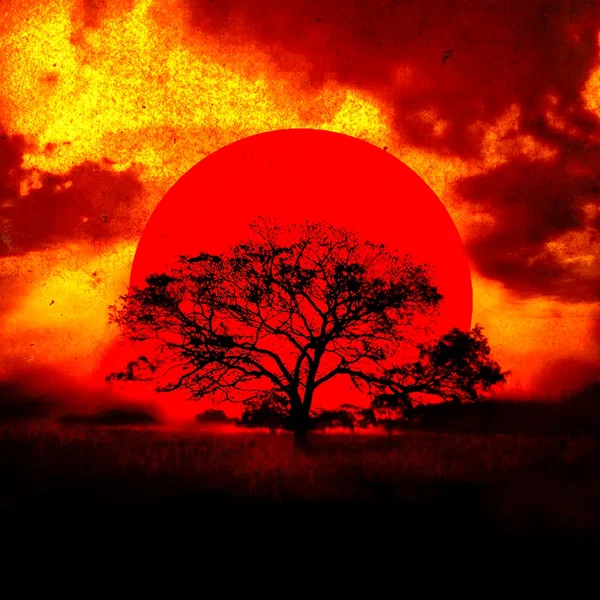 In the Sunset