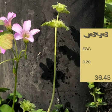 jaya-c85