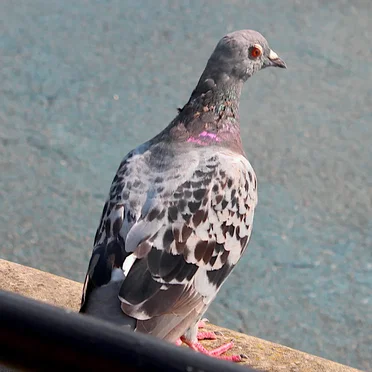 Pigeonbird by Wallace Robert Holt - album cover