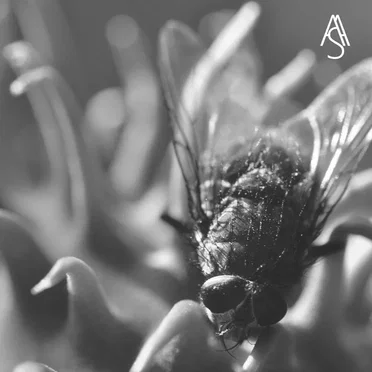 S o m a _ e f f e c t