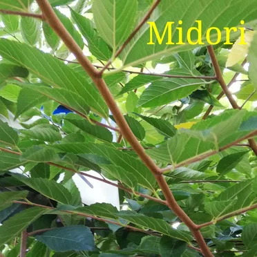Midori by Michiru Aoyama - album cover