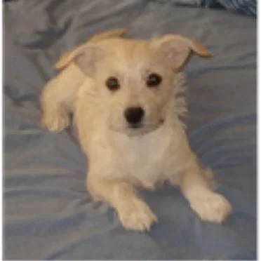 Spyders dog.jpg