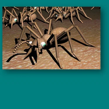 Tetramorium Caespitum by Armand Bultheel - album cover
