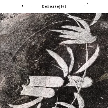 Udsnit Af Tusind Røde Valmuer