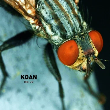 Koan