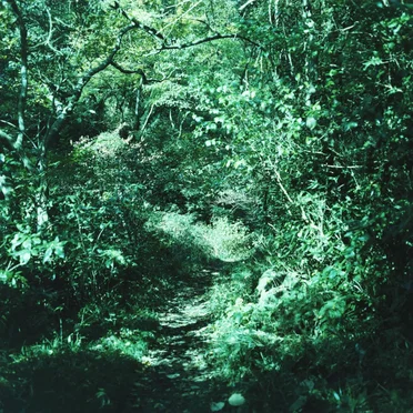 kotonoha